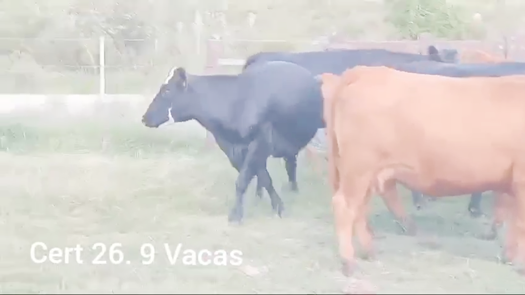 Lote VACAS PREÑADAS