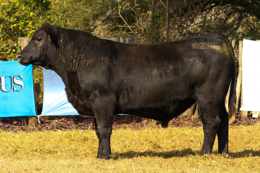 Lote CABAÑA COEMBOTÁ: RP 277