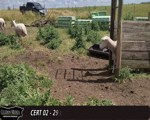 Lote 29 Ovejas MILCHAF a remate en 12° Remate por Pantalla 65kg -  en  - PASO HOSPITAL