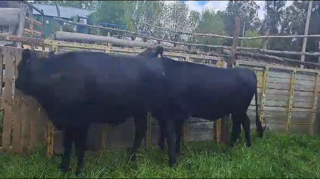 Lote 2 Terneros y Terneras ABERDEEN ANGUS a remate en 9° Entre Martillos 440kg -  en CARRETON