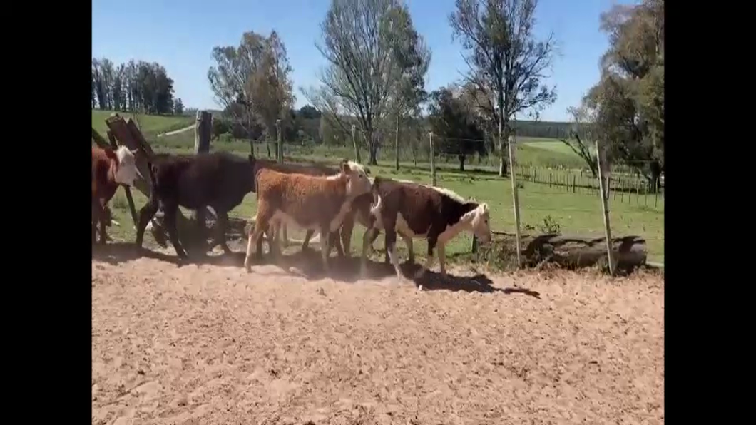 Lote 50 Terneras en Paysandú, Quebracho