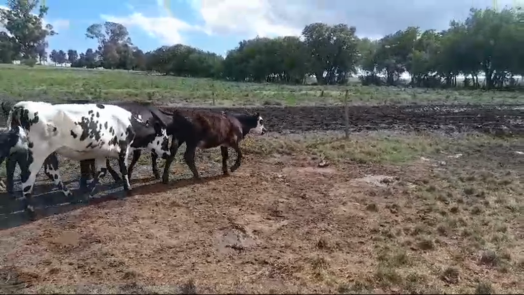 Lote 15 Terneros y terneras  (9 hembras y 6 machos catrados)