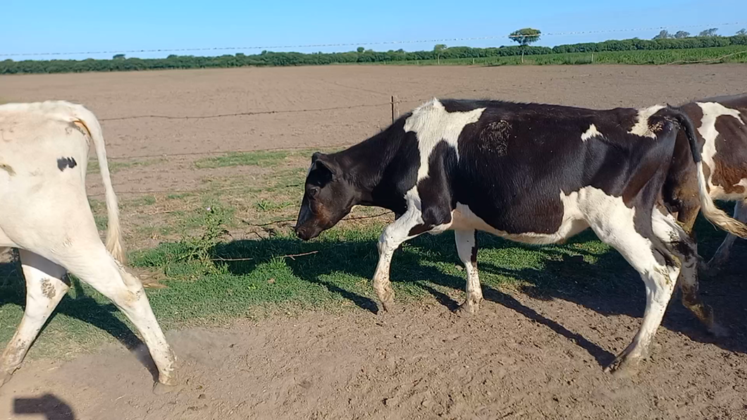 Lote 22 Novillitos Holando Argentino en Fidela, Santa Fe