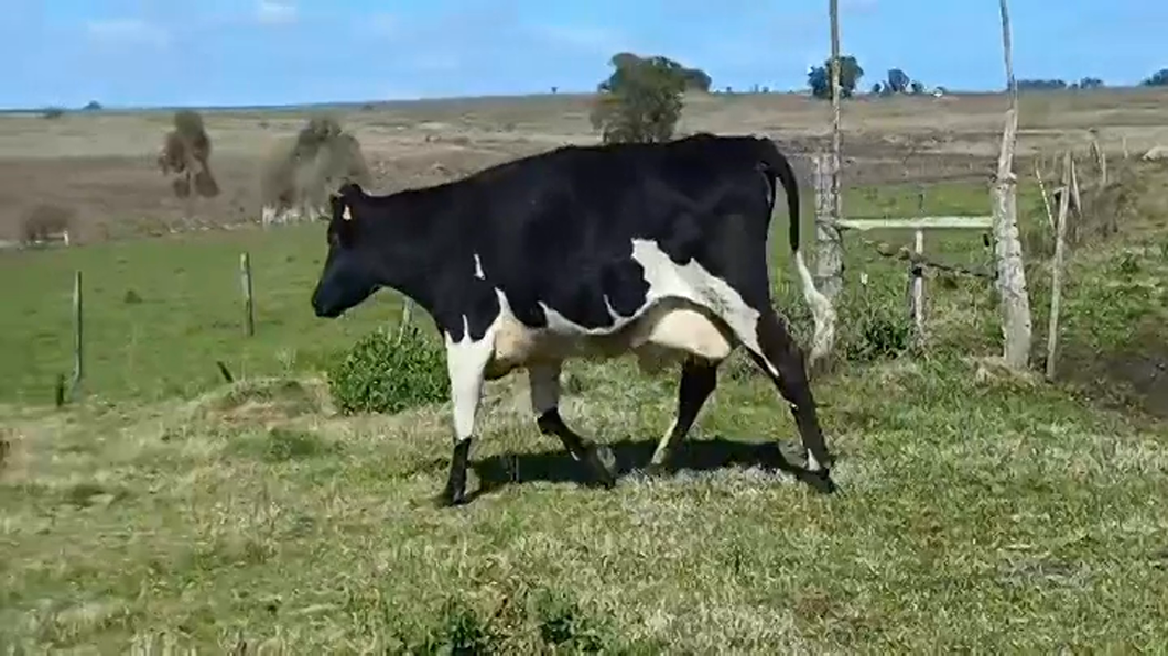 Lote (Vendido)Vaca a remate en #48 Pantalla Carmelo 520kg -  en PUNTAS DEL COLLA