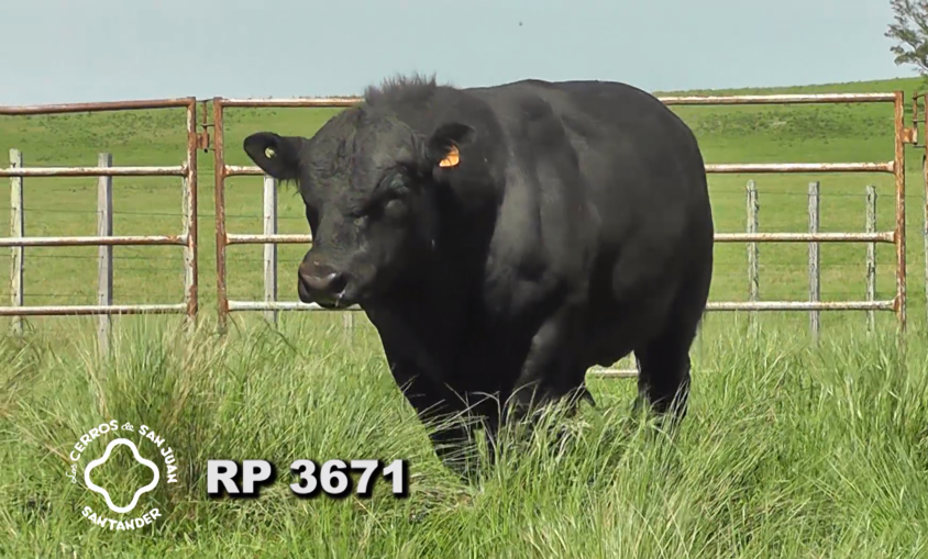 Lote 2 Toros Aberdeen Angus a remate en Los Cerros de San Juan - Santander, Artigas