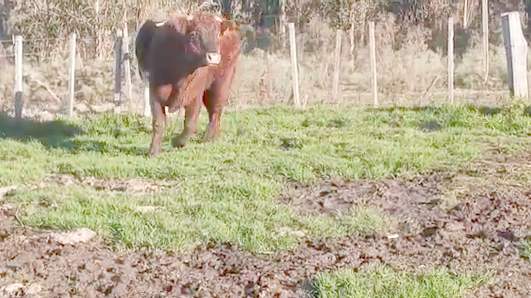 Lote Toros CRUZA a remate en PANTALLA CAMY 500kg - , San José