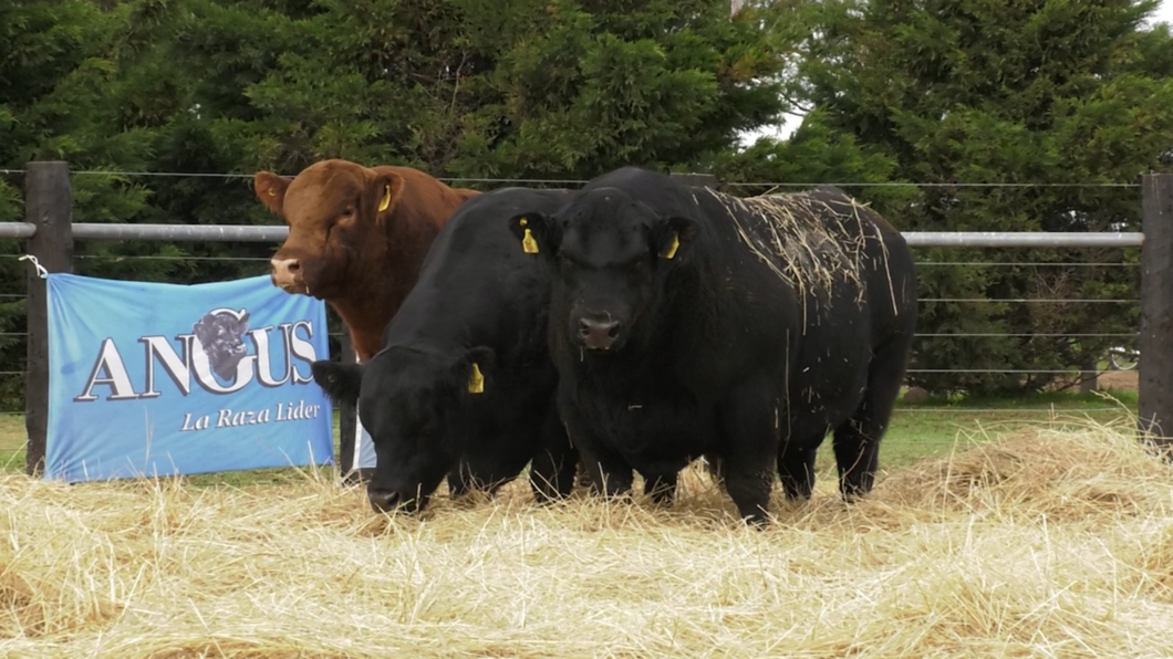 Lote TOROS ANGUS PURO CONTROLADO