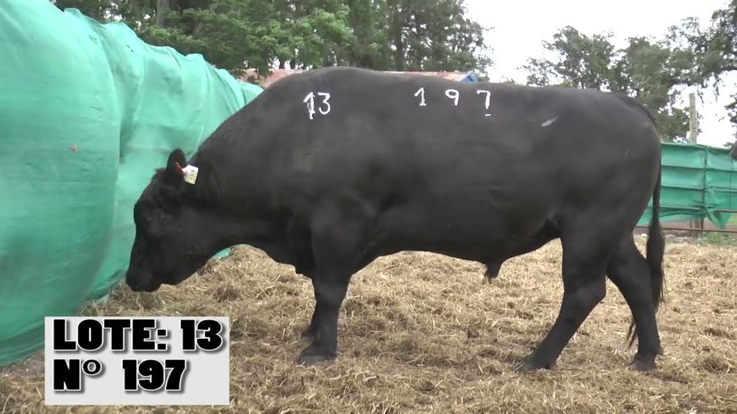 Lote 3 Toros a remate en La Empastada, Durazno