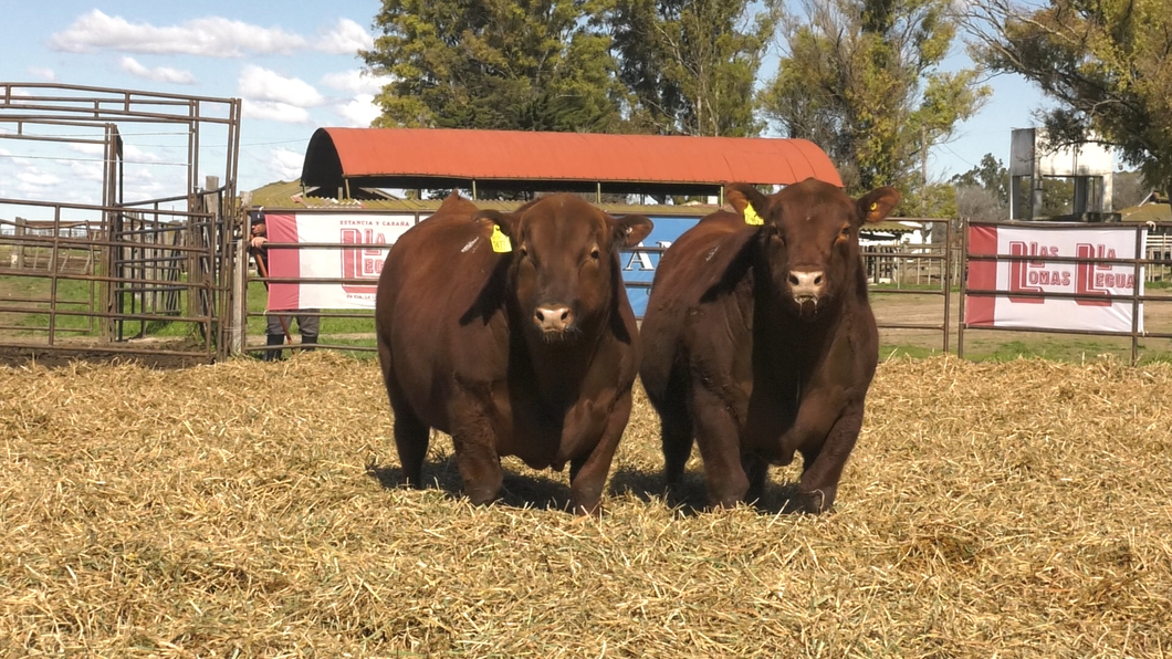 Lote TOROS ANGUS PP