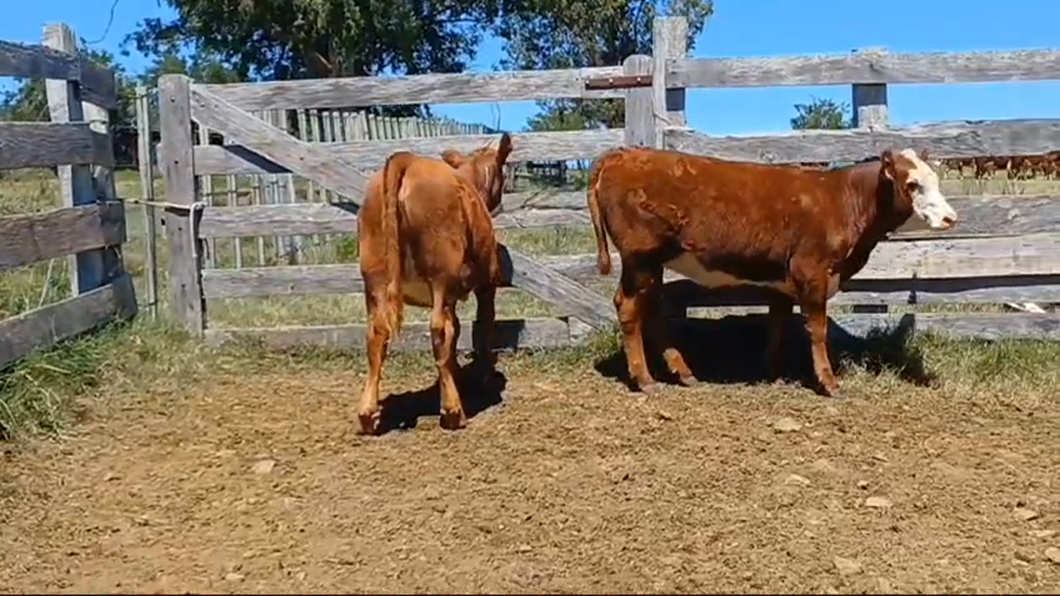 Lote 2 Terneras HEREFORD/ ANGUS a remate en #42 Pantalla Carmelo  200kg -  en EL CAUTIVO