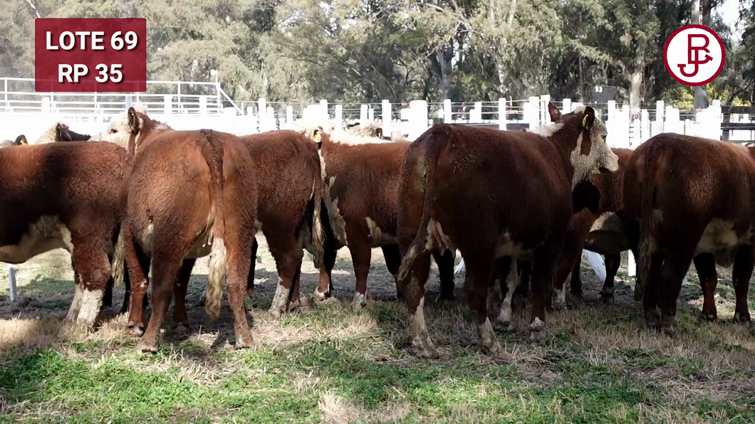 Lote VAQUILLONA PR PREÑADA PARICIÓN PRIMAVERA