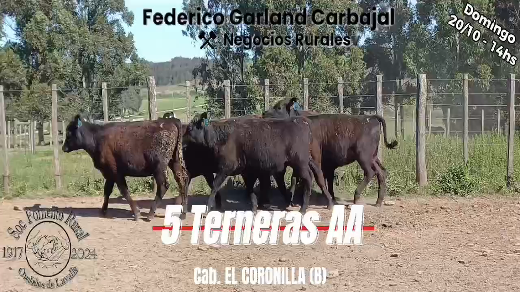 Lote 5 Hembras ANGUS a remate en Expo Ombues en OMBUES DE LAVALLE