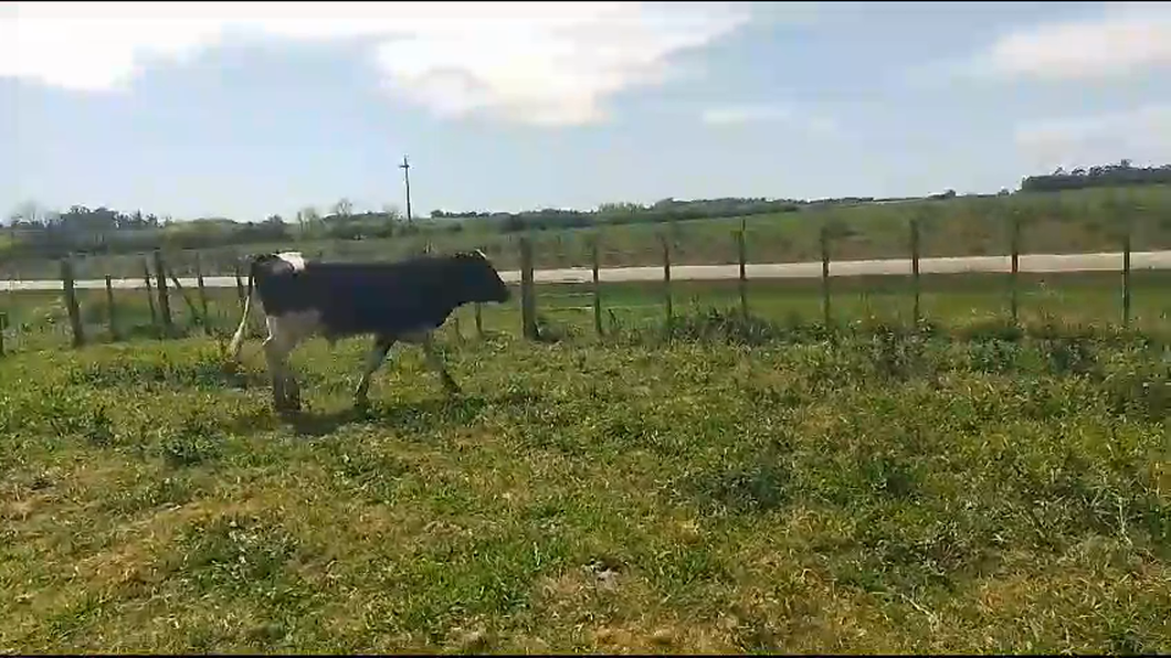 Lote Toros Holando a remate en Remate por pantalla de la Exposición de San José en Bañado