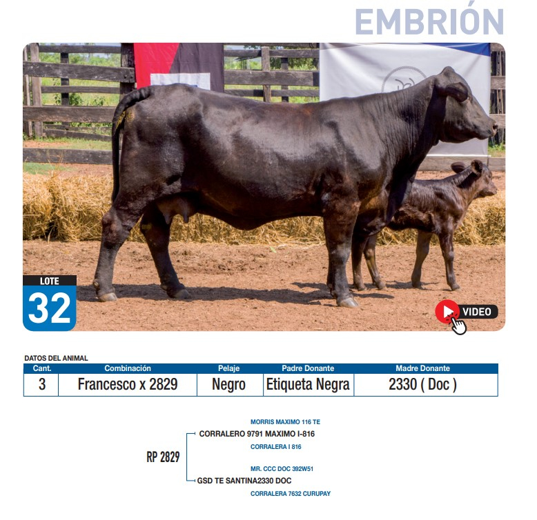 Lote Francesco x 2829