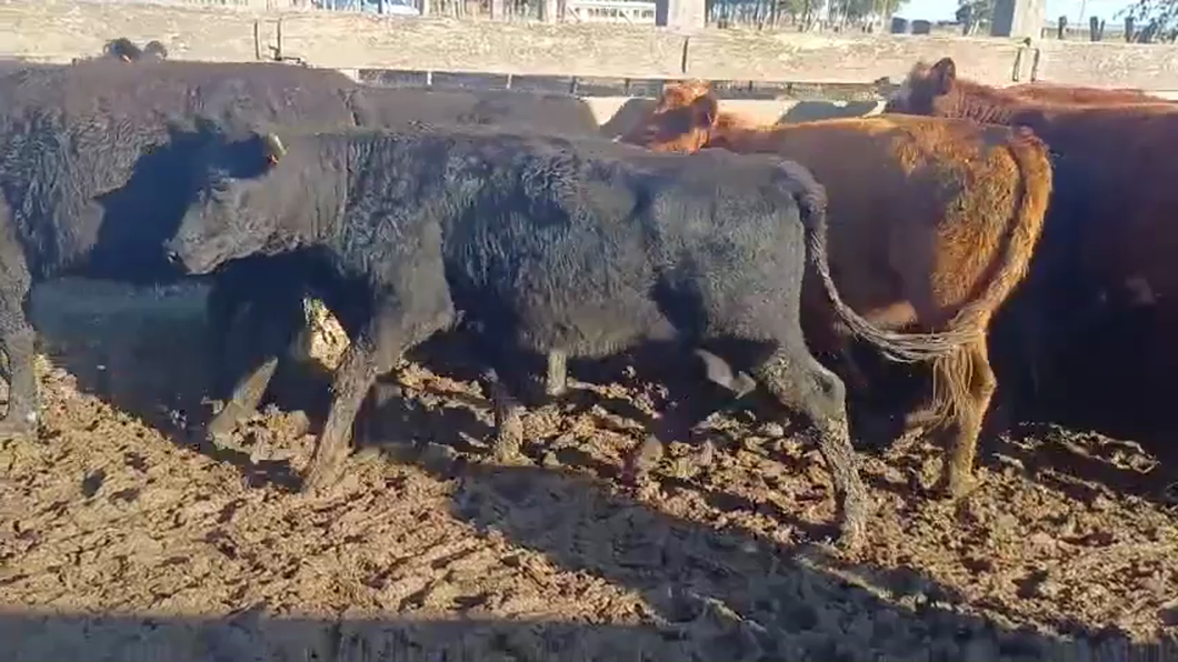 Lote TERNERAS