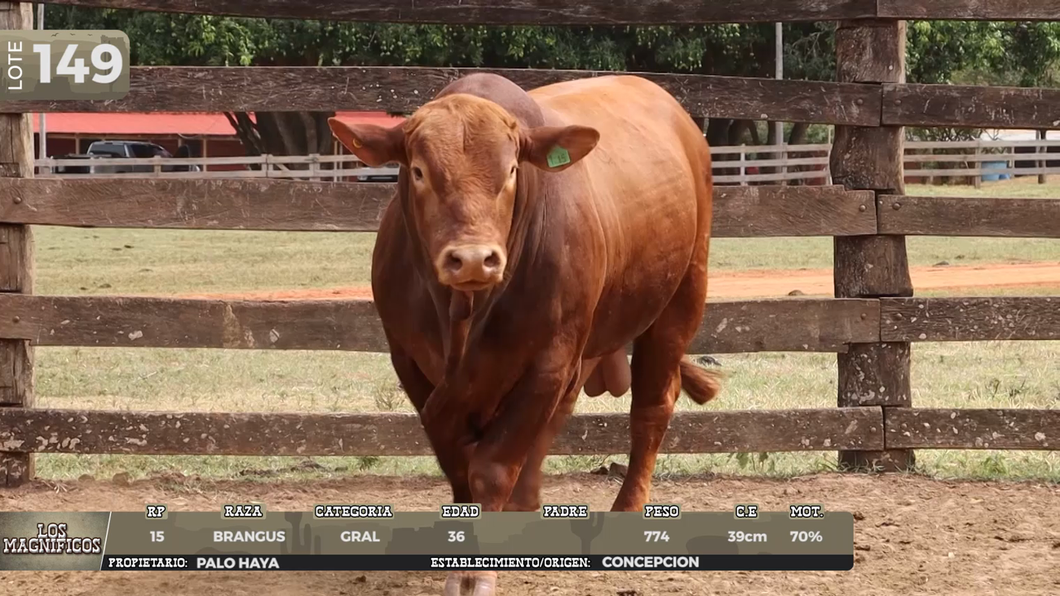 Lote LOTE 149