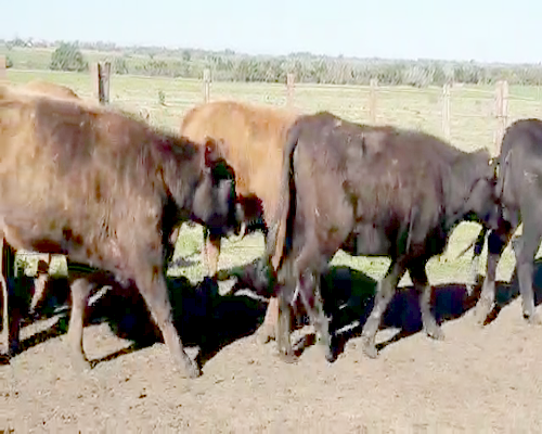 Lote (Vendido)25 Vaquillonas Vacas Preñadas CRUZAS ANGUS BRANGUS BRAFORD 370kg - , San José