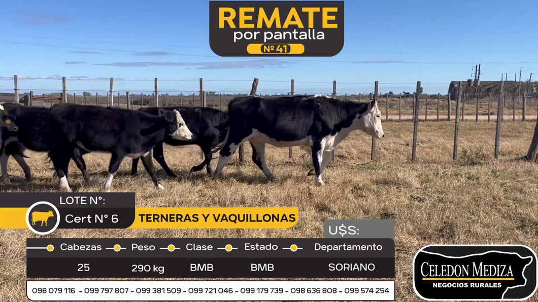 Lote 25 Vaquillonas  en Soriano