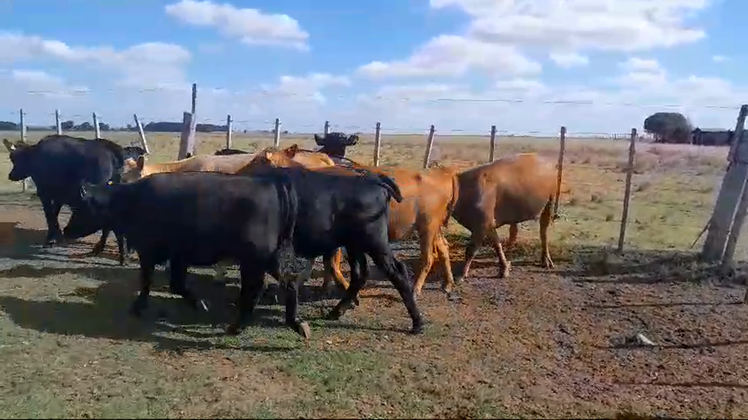 Lote 9 Vaquillonas  Angus a remate en Pantalla Camy en San Gregorio