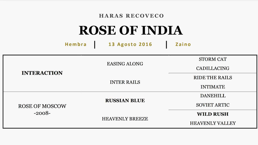 Lote ROSE OF INDIA (INTERACTION - ROSE OF MOSCOW)
