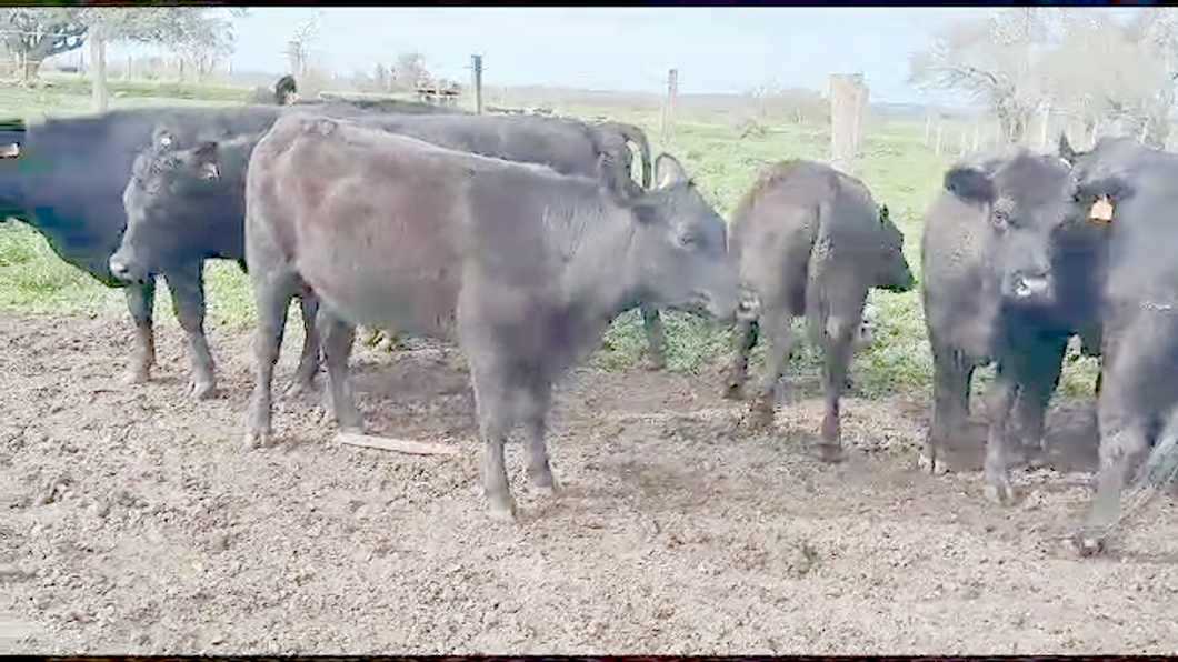 Lote 46 Vaquillonas  Angus Entoradas a remate en Aniversario 115 Años - Camy en Camino de la Costa