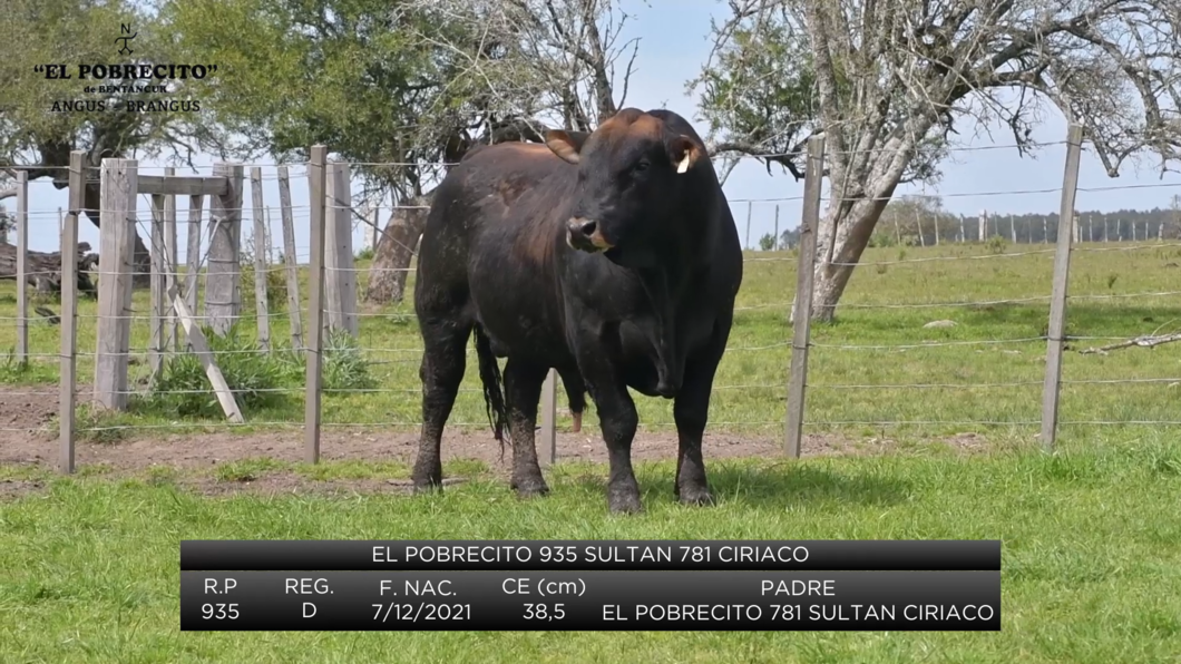 Lote 2 Toros Brangus a remate en El Pobrecito, Durazno