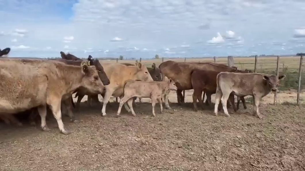 Lote 19 Vacas nuevas C/ cria en Brandsen, Buenos Aires