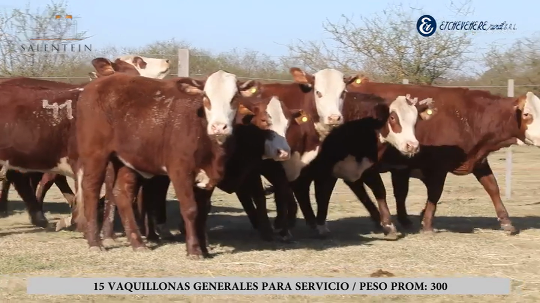 Lote Vaquillas Braford Generales para Servicio (Aptas Reproductivas por Tacto Rectal)