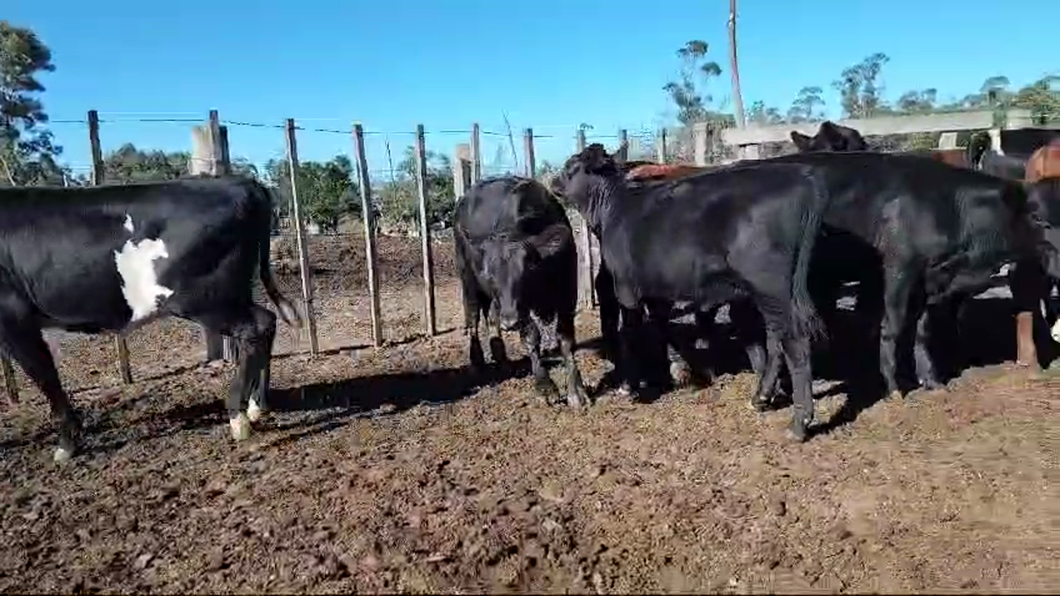 Lote 23 Terneras a remate en Pantalla Camy, San José