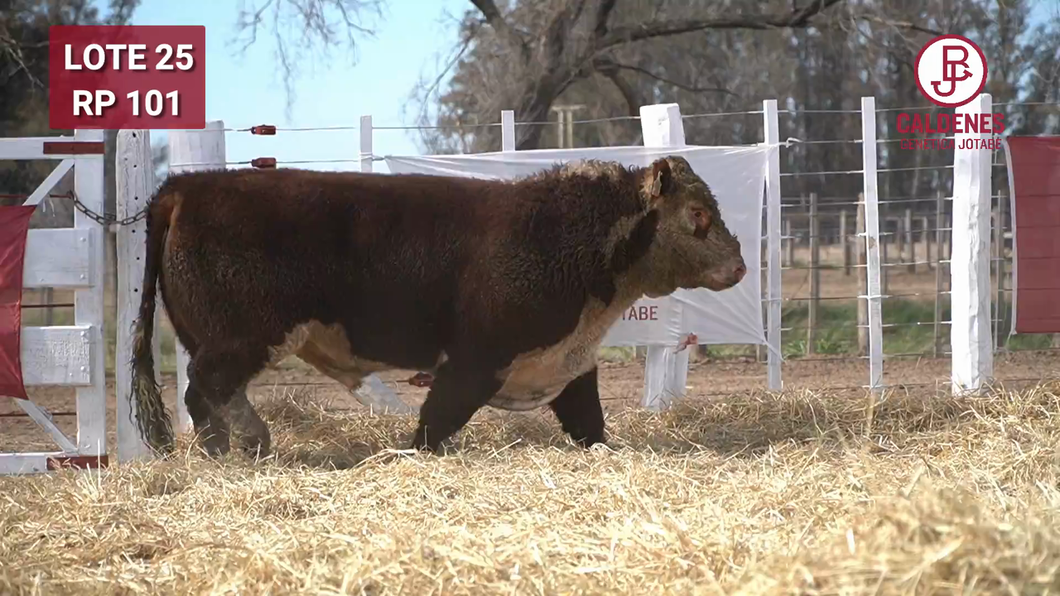 Lote Toro PR