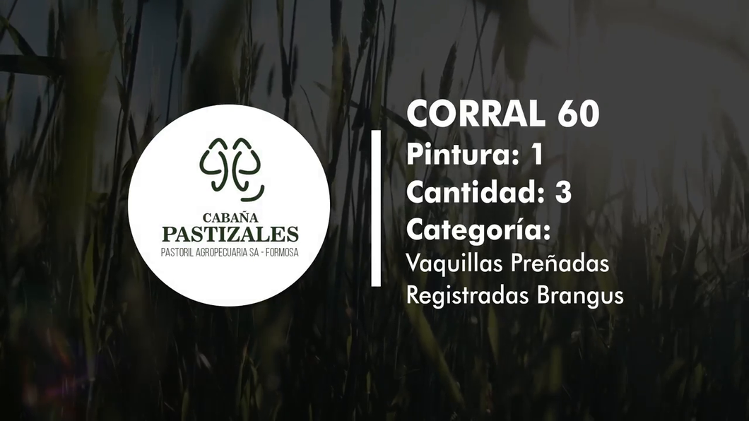 Lote Vaquillonas