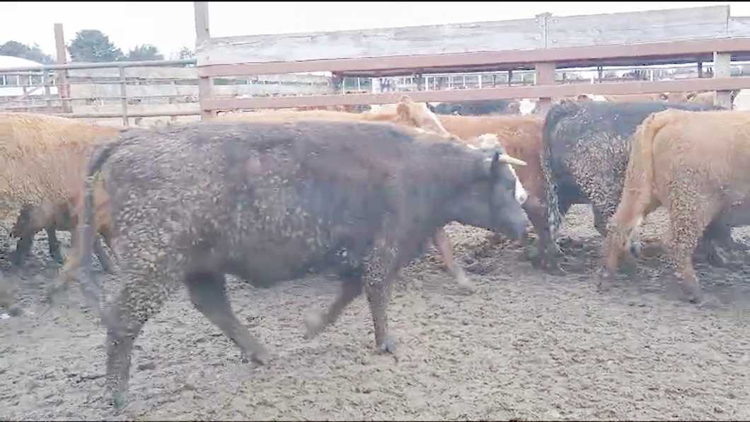 Lote 20 Vaquilla Gorda en Los Ángeles, VIII Región Biobío