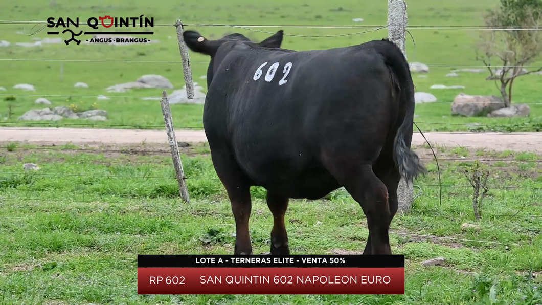 Lote Terneras Elite