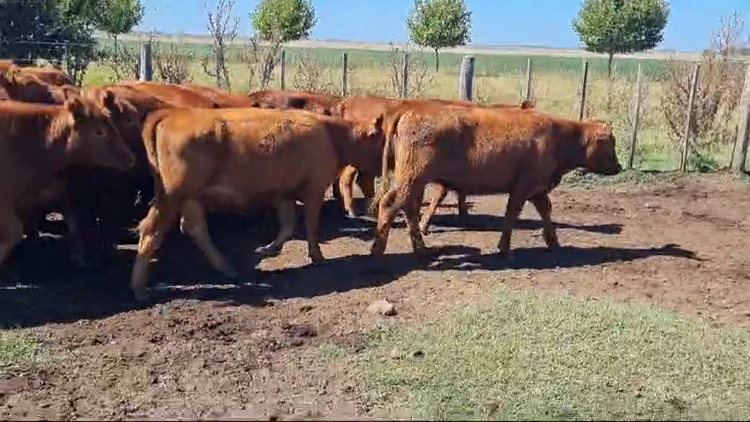 Lote 300 Vaquillonas C/ gtia de preñez en Buenos Aires, Ayacucho