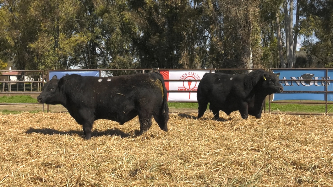 Lote TOROS ANGUS PP