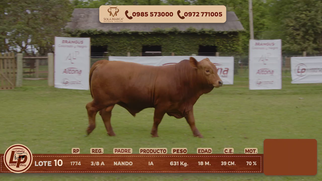 Lote MACHO