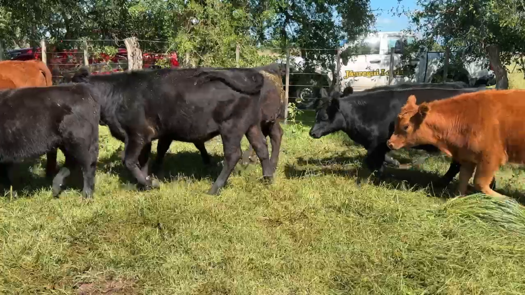 Lote 46 Terneros/as