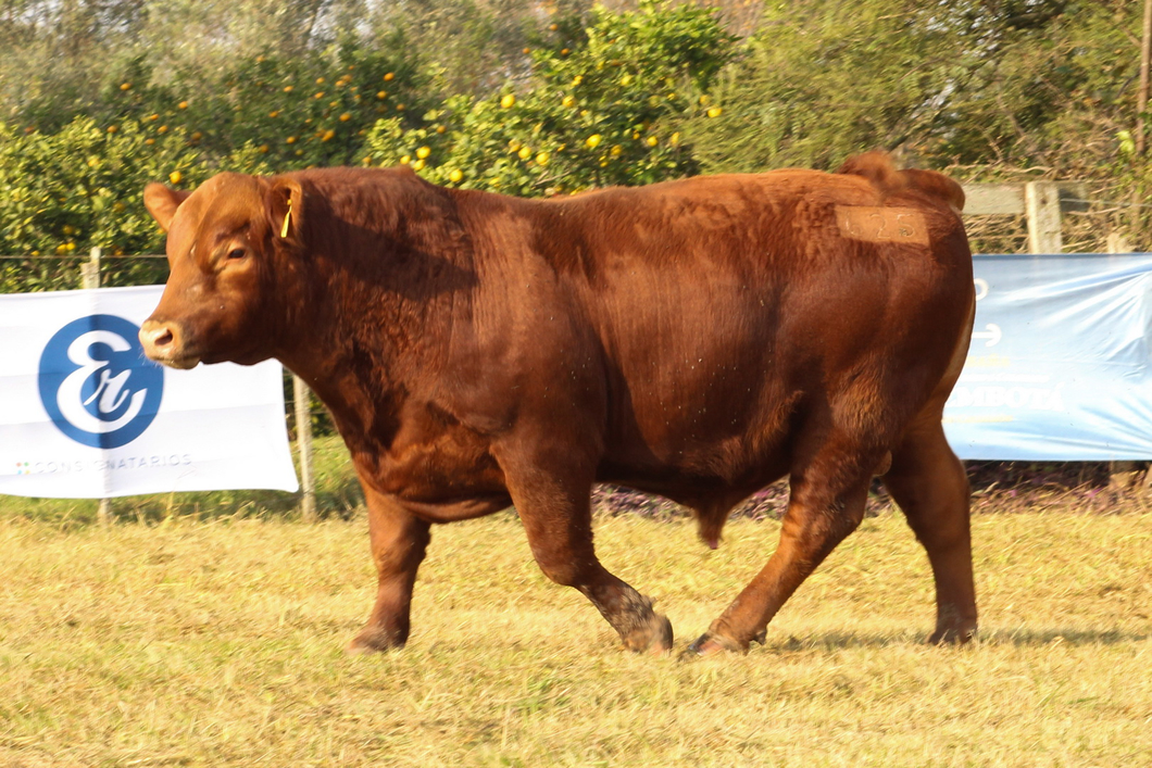 Lote CABAÑA COEMBOTÁ: RP 625