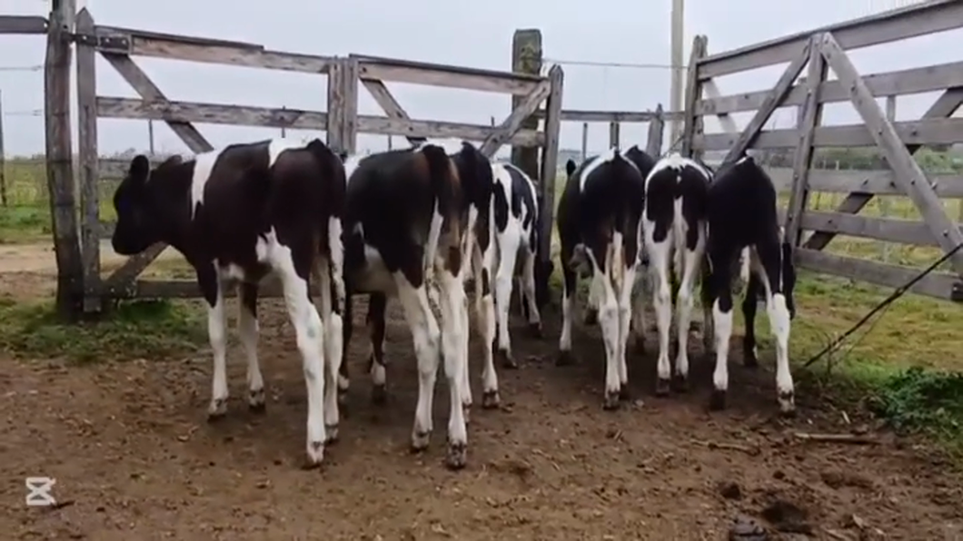 Lote TERNEROS/AS