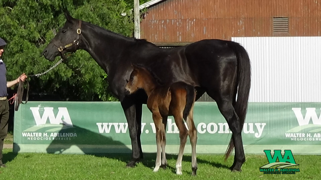 Lote GRAN BRETAÑA