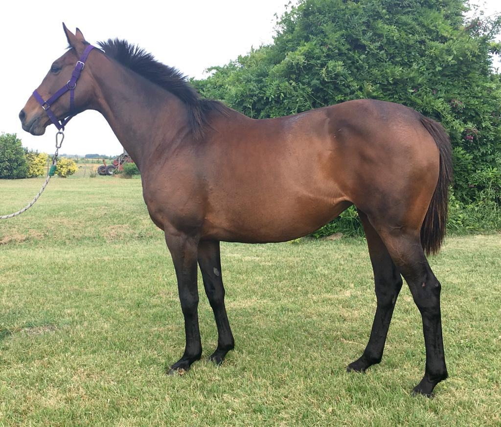 Lote CAPMANY preñada de Midas Touche