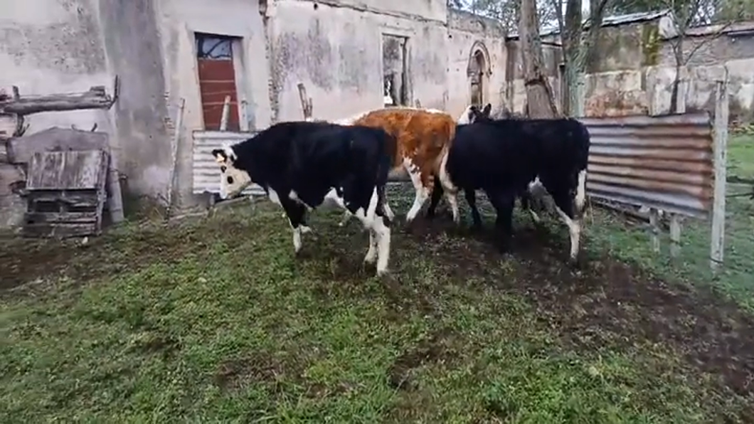 Lote (Vendido)4 Terneras HEREFORD/ ANGUS - HEREFORD a remate en #46 Pantalla Carmelo 225kg -  en MONZON