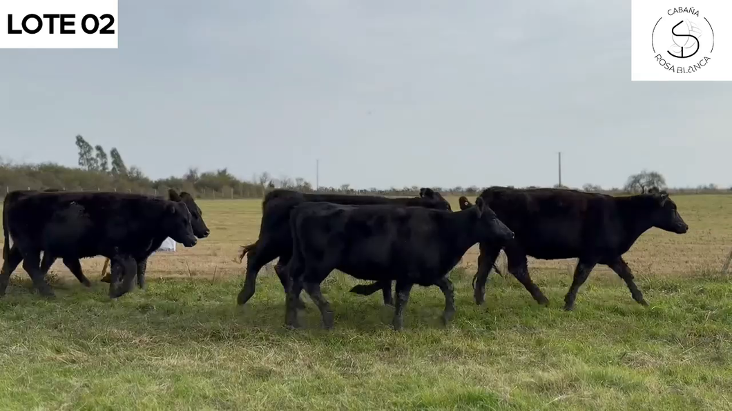 Lote CABAÑA ROSA BLANCA, de Sereno-Klauser: 5 VAQUILLAS MAS PREÑADAS NEGRAS