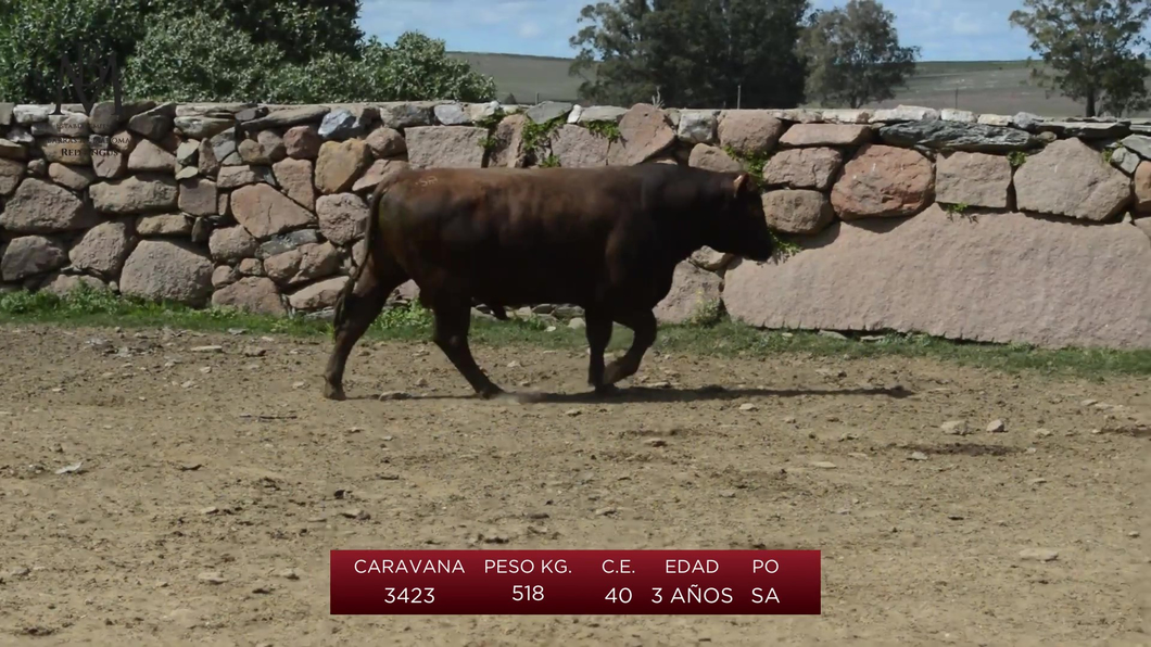 Lote 2 Toros a remate en Toros en San José, San José