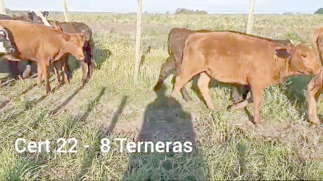 Lote TERNERAS