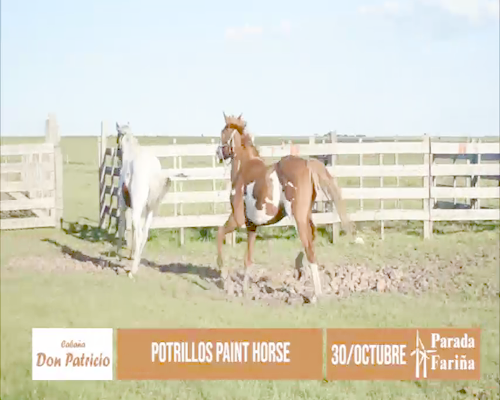 Lote 2 Potrillo PAINT HORSE a remate en 18° Remate Cabaña Don Patricio en Cabaña Don Patricio