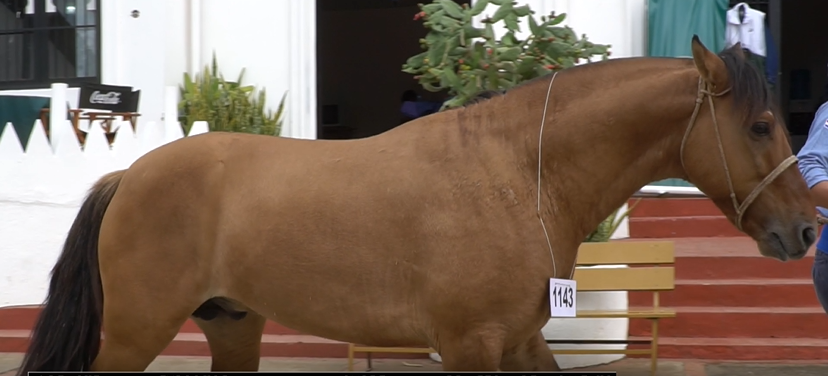 Lote CRIOLLOS EXPO INTERNACIONAL 2022 RP 2491 - LOTE 15