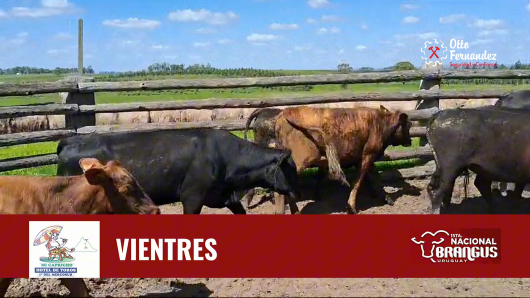 Lote Vientres Cabaña Mi Capricho