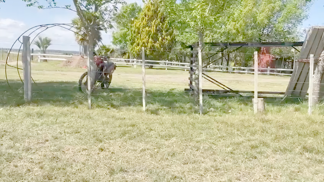 Lote (Vendido)31 Vaquillonas 1 a 2 años RAx9 AAx6 HEx1 BRx1 CRUZAS CON: AAxHE 9,  RAxHE 2,  CHxAA 3 a remate en Expo Paysandú 384kg -  en Colonia Pintos Viana