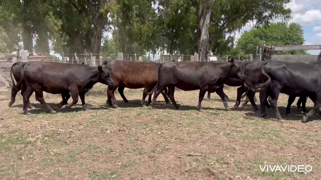 Lote 12 Vaquillonas preñadas